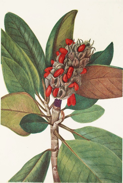 Southern Magnolia (fruit). (Magnolia grandiflora) by Mary Vaux Walcott -  Artvee