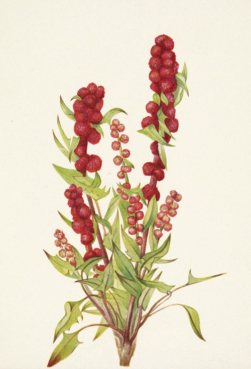 Strawberry-blite. Chenopodium capitatum (1925)