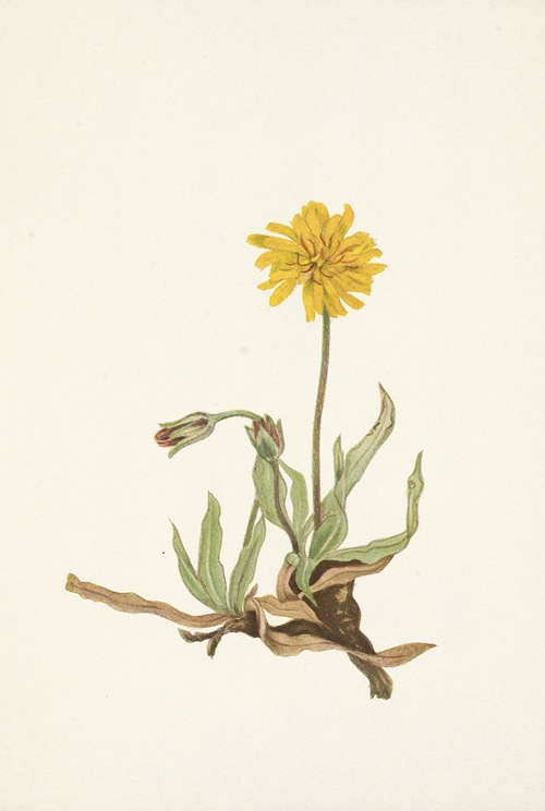 Mary Vaux Walcott Botanical Book Plate 399-400 Grass Leaved Agoseris & Woolly Agoseris  #2105