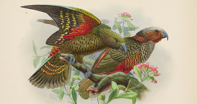 A history of the birds of New Zealand