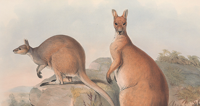 A monograph of the Macropodidae, or family of kangaroos