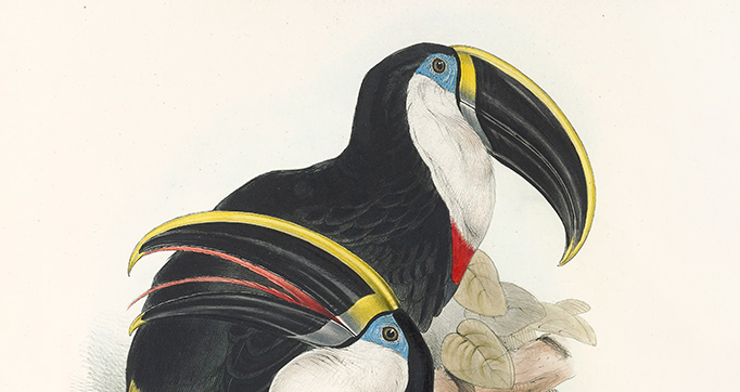 A monograph of the Ramphastidae, or family of toucans