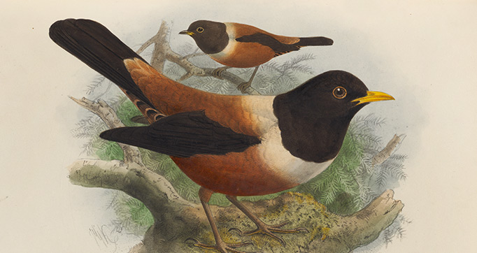 A monograph of the Turdidae, or, Family of thrushes