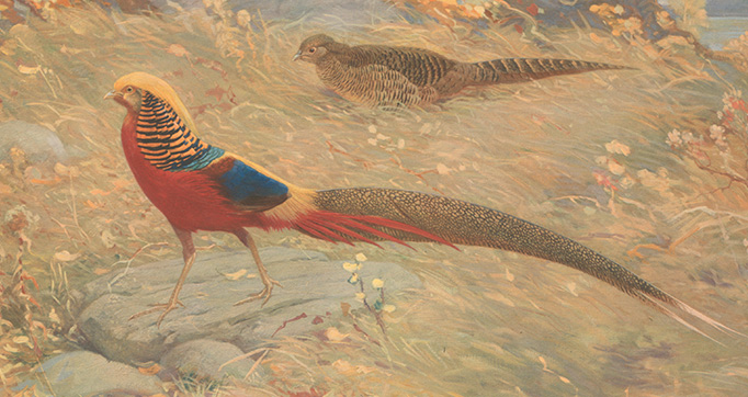 A monograph of the pheasants