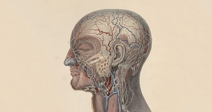 A system of anatomical plates of the human body