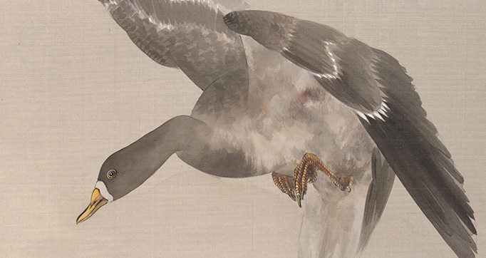 Album of Birds and Fishes