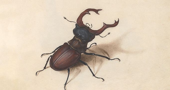 Animalia Rationalia et Insecta (Ignis)