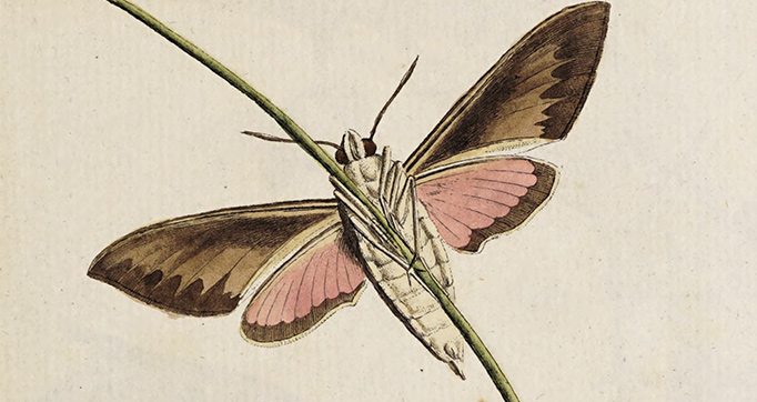 Archives de l'histoire des insectes