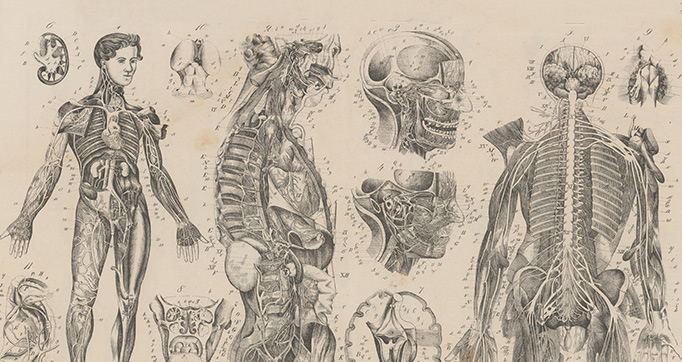 Atlas der Abbildungen Pierer's Universal Lexikon