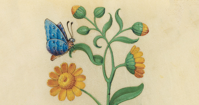 Book of Flower Studies