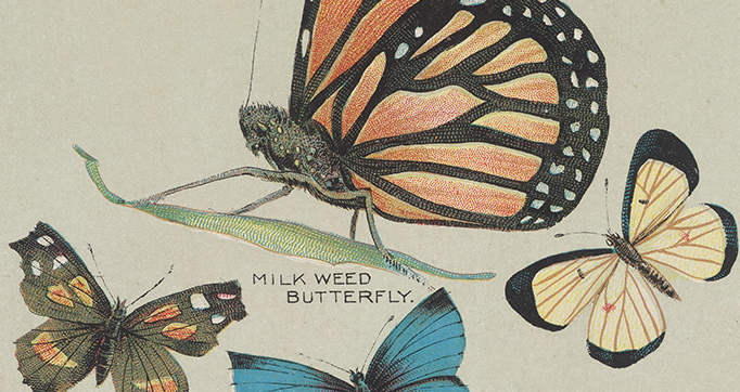 Butterflies of America