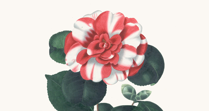 Illustrations and descriptions of the plants which compose the natural order Camellieae
