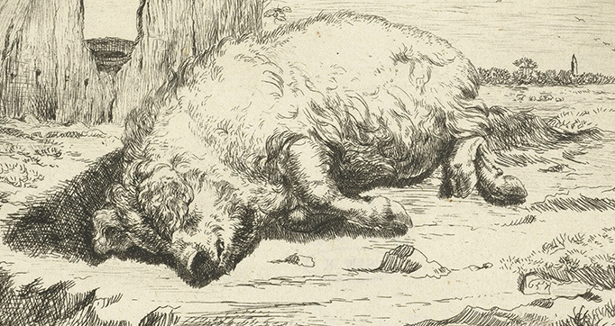 Cattle and pigs