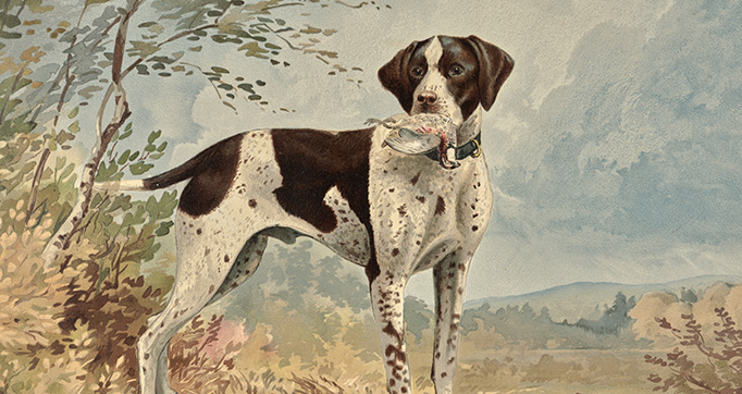 Celebrated Dogs of America, imported and native