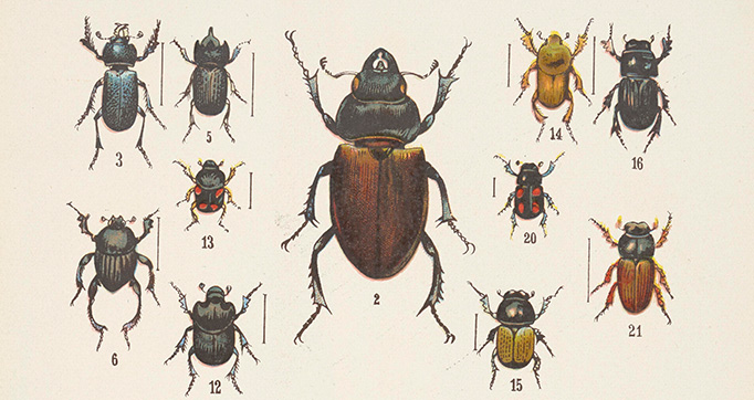 Chrząszcze (Beetles)