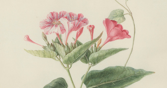 Collection of flower drawings