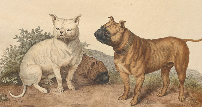 Cynographia Britannica; consisting of coloured engravings of the various breeds of dogs existing in Great Britain