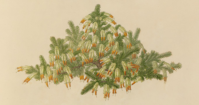 Delineations of exotick plants cultivated in the Royal gardens at Kew