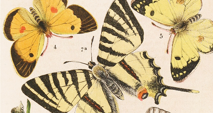 Deutsche Schmetterlingskunde für Anfänger. Nebst einer Anleitung zum Sammeln