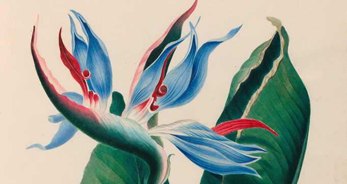 Drawings of tropical flowers and fruits, from South America