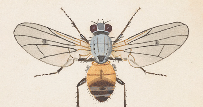 Entomology watercolour