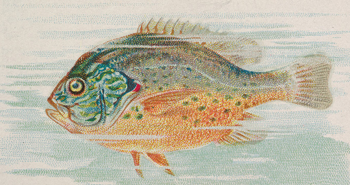 Fish from American Waters