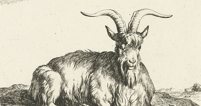 Goats and bucks