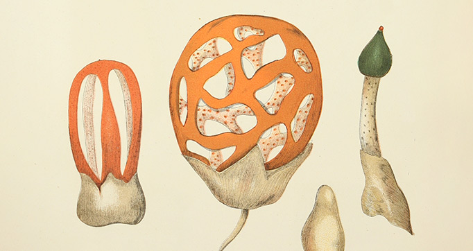 Histoire naturelle des champignons