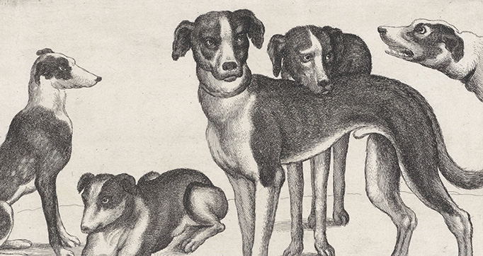 Hounds, hunting equipment and game