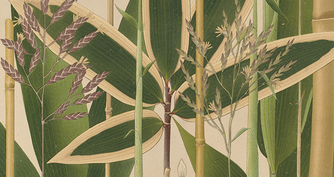 Icones of the bamboos of Japan - Nihon chikurui zufu