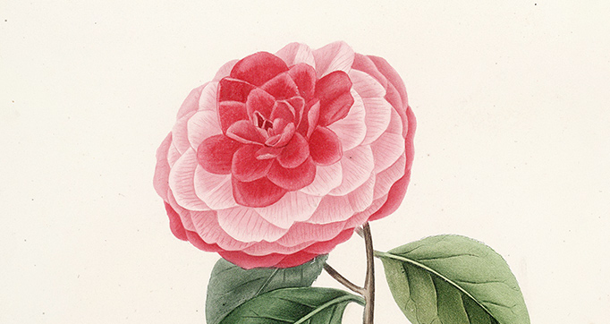 Iconographie du genre Camellia