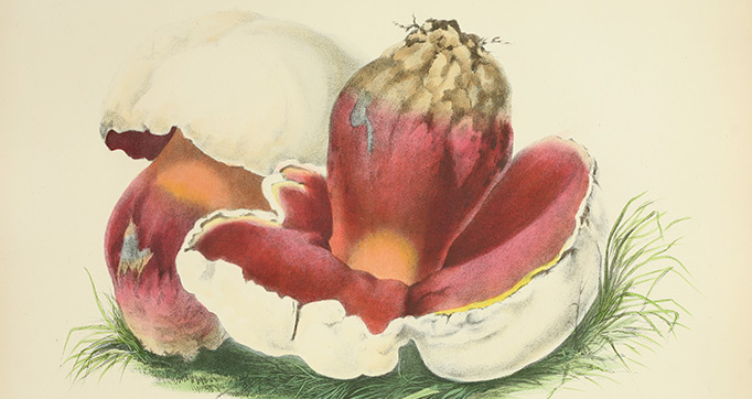 Illustrations of British mycology
