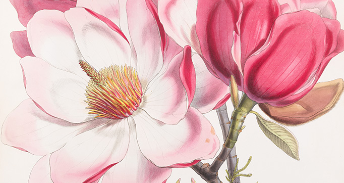 Illustrations of Himalayan plants