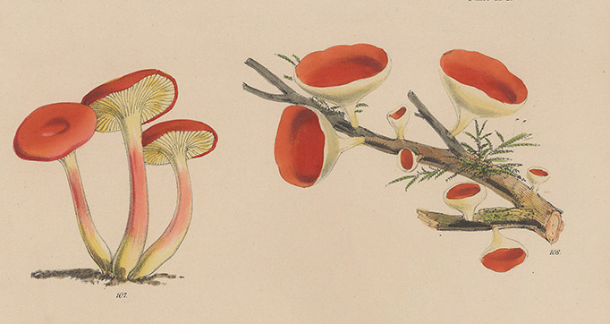 Illustrations of the fungi of our fields and woods