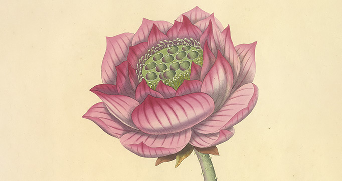 Illustrations of the lotus of antiquity