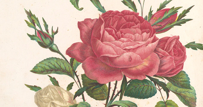Kwiaty i poezje (Flowers and poetry)