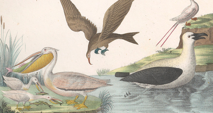 Natural History (Galerya obrazowa zwiérząt czyli Historya naturalna)