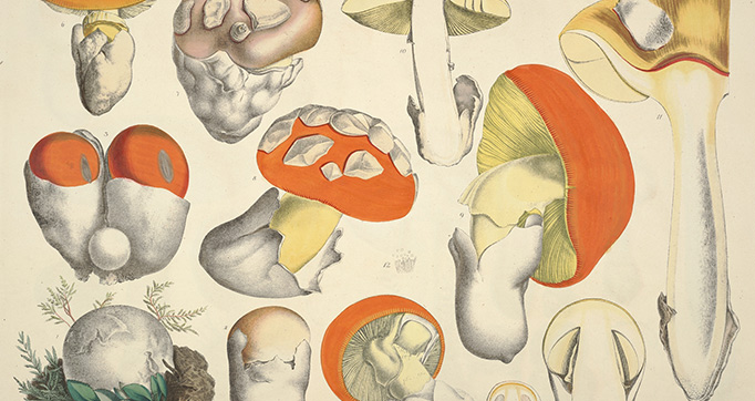 Naturgetreue Abblidungen und Beschreibungen der essbaren, schädlichen und verdächtigen Schwämme