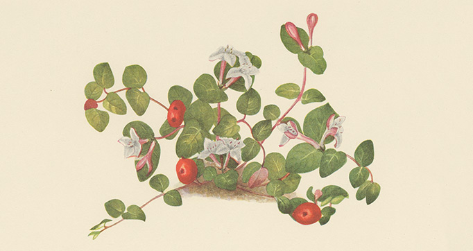 North American wild flowers
