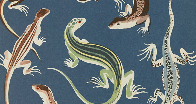 Nouvelles images à colorier, Reptiles