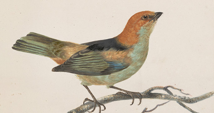 Original water-colour drawings of birds and eggs