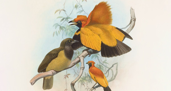 A monograph of the Paradiseidae or Birds of Paradise