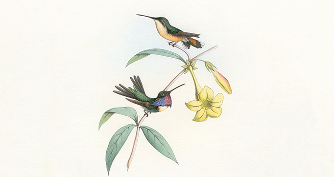 Planches d'ornithologie. Colibris sur plantes