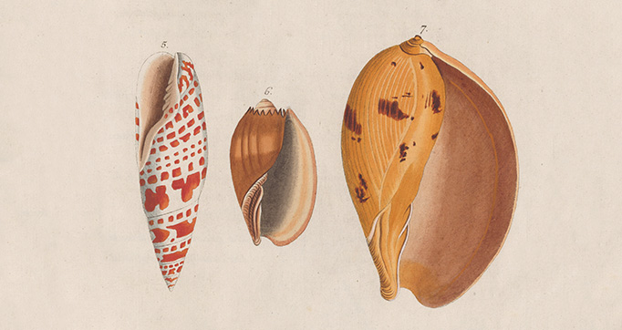 Prodromus in systema historicum testaceorum