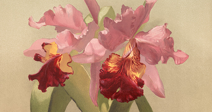 Reichenbachia. Orchids