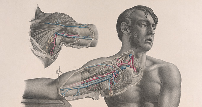 Surgical Anatomy