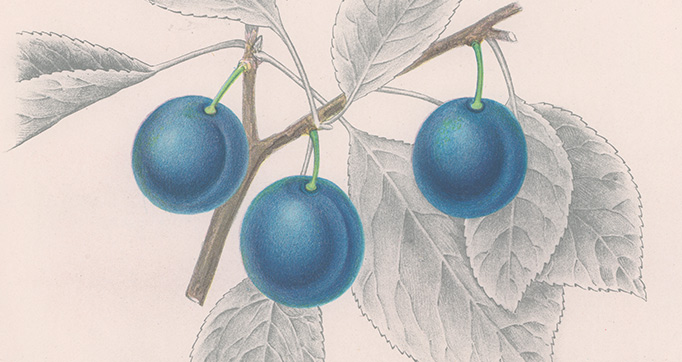 Swedish fruit varieties (Svenska fruktsorter)