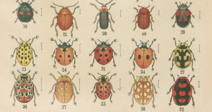 The beetles of Europe