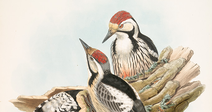 The birds of Great Britain