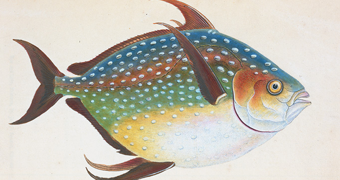 The natural history of British fishes